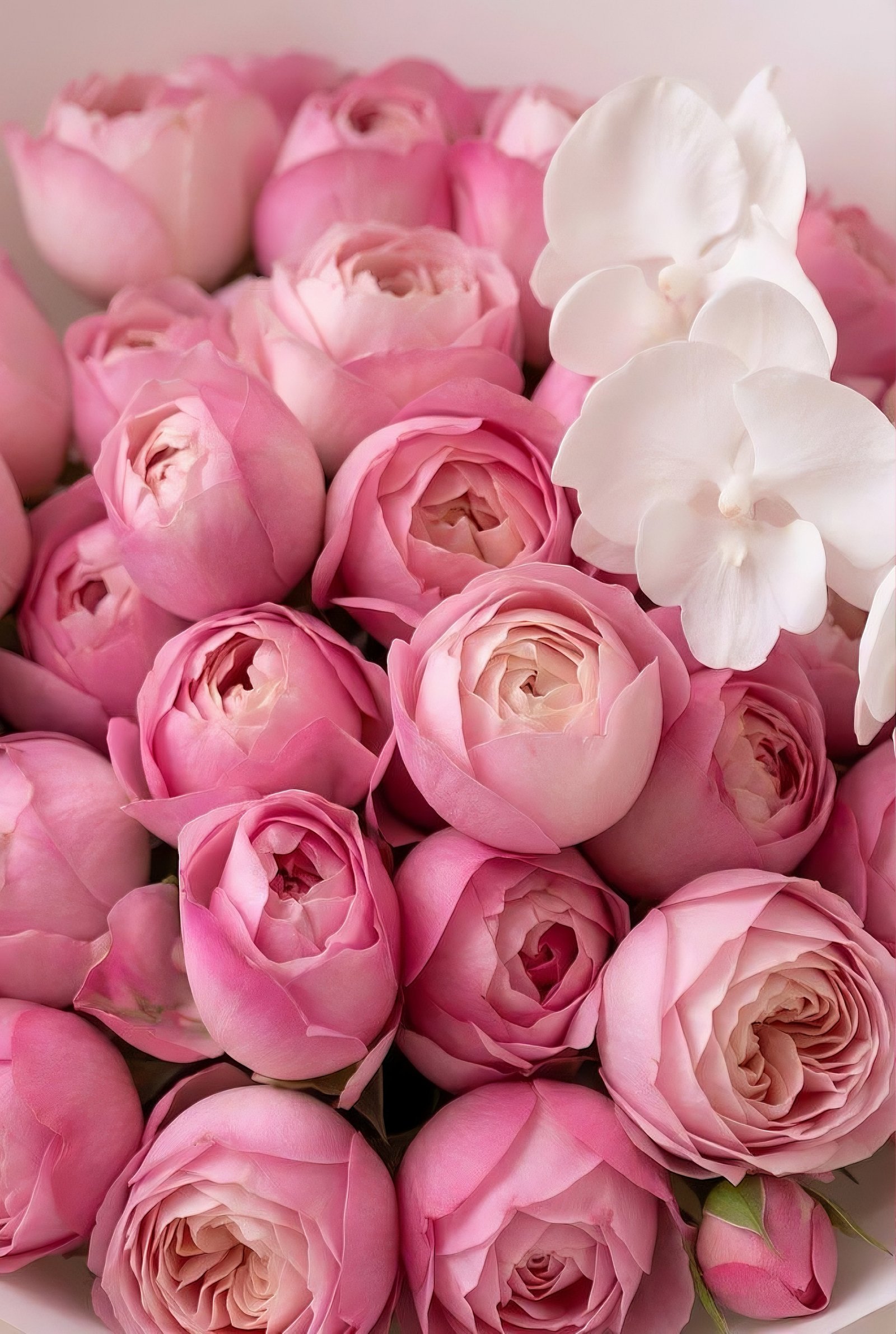 Blush Orchid Dream - View 3