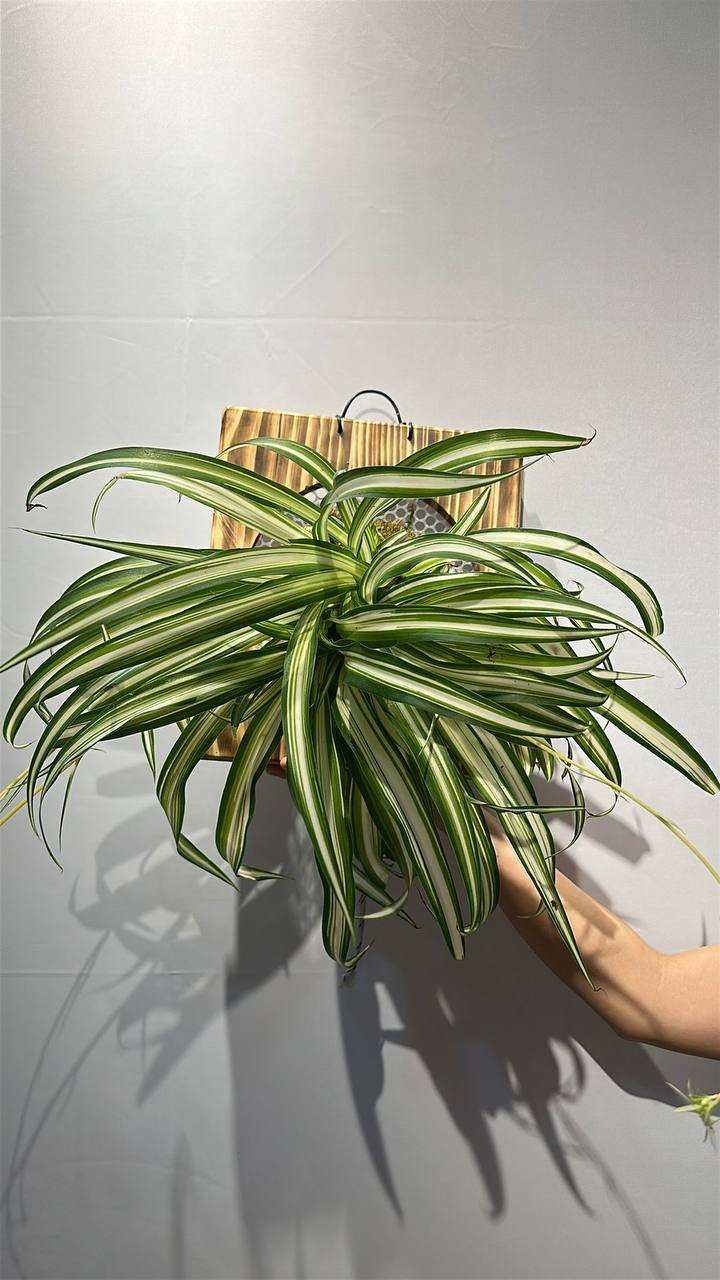 Variegated Spider Plant