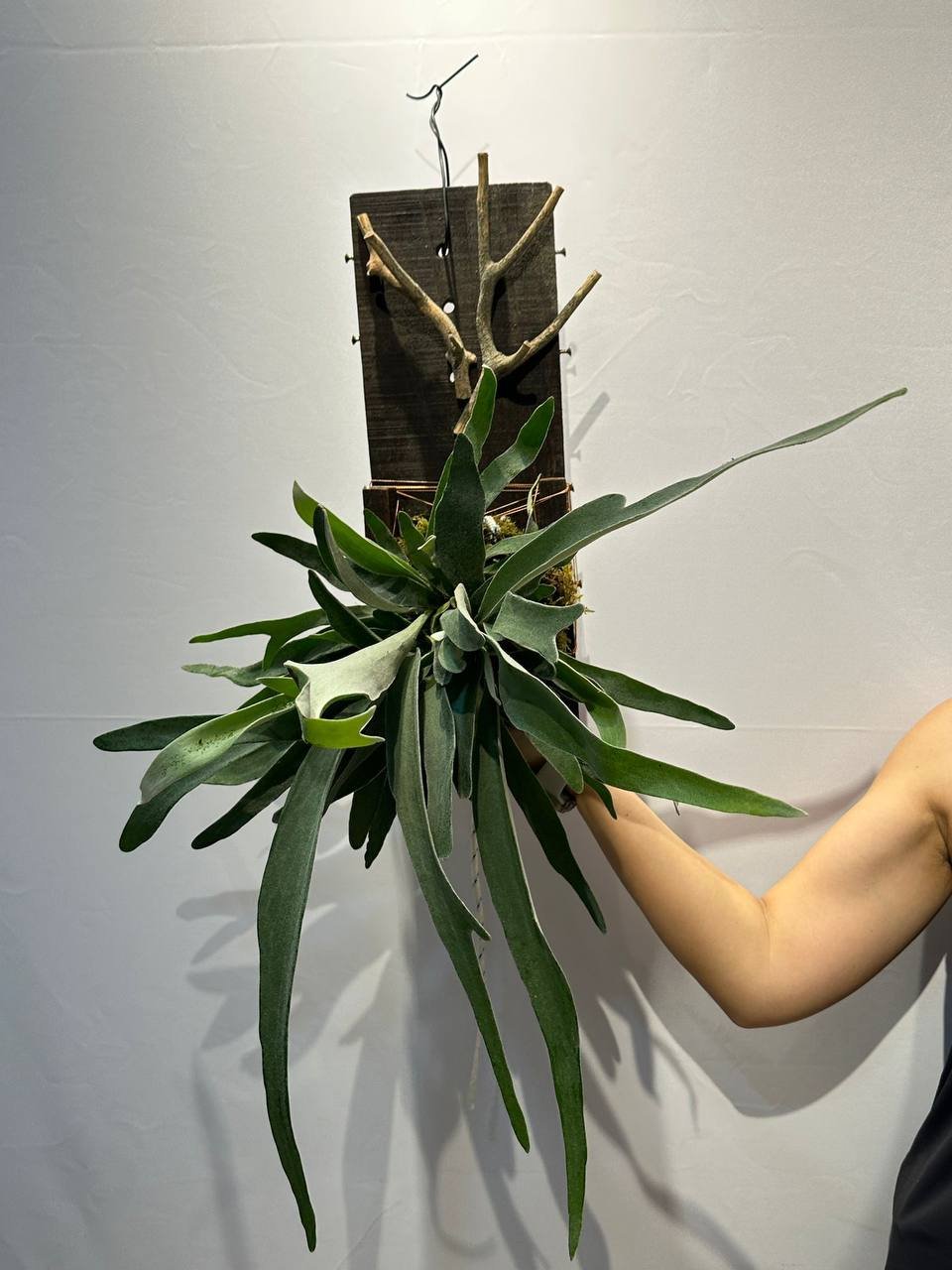 Staghorn Fern