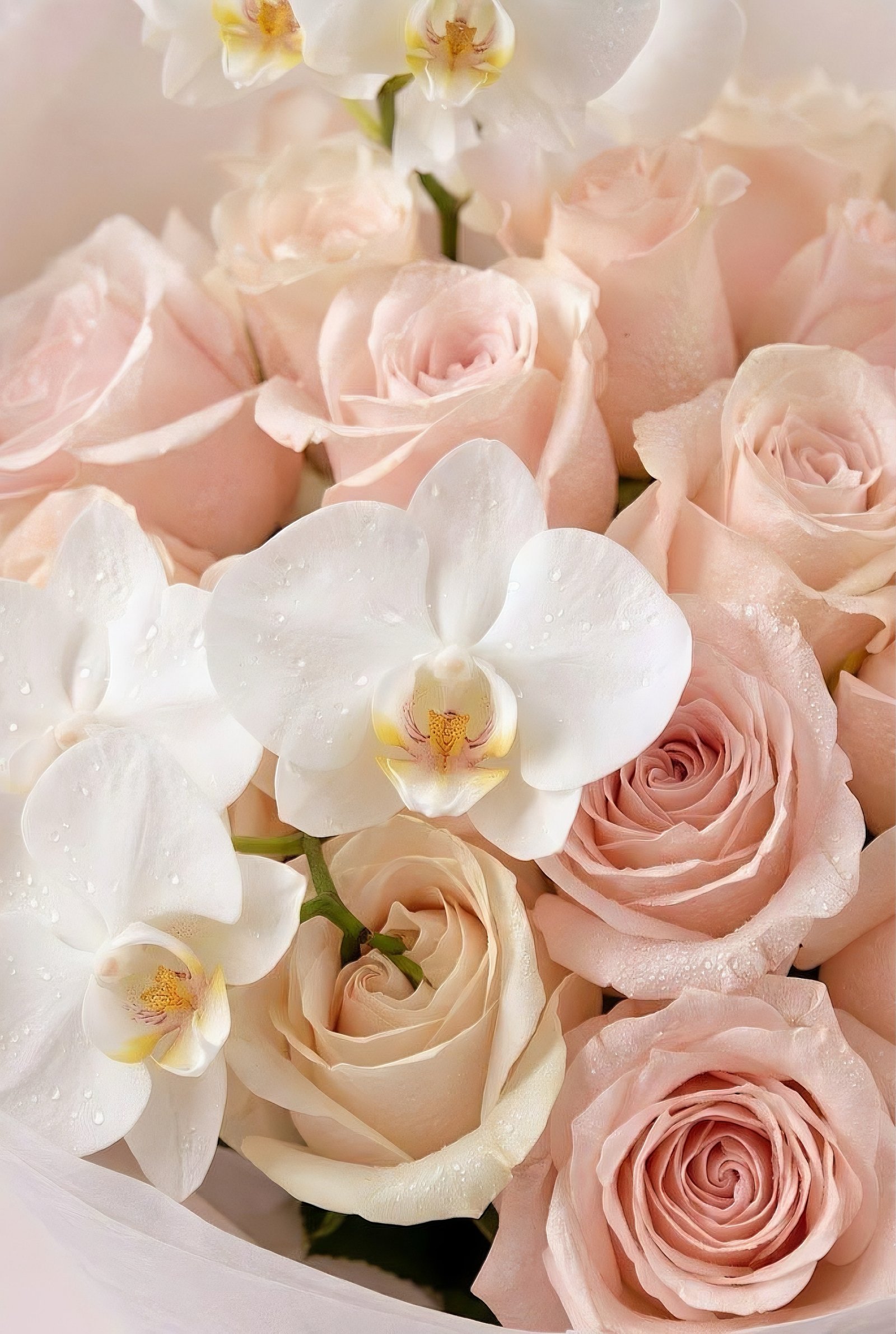Pearl Orchid Blush - View 2